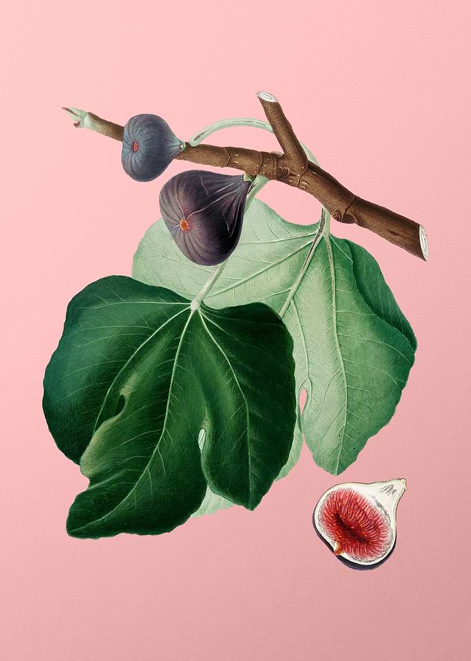 Vintage Black Fig Fruit