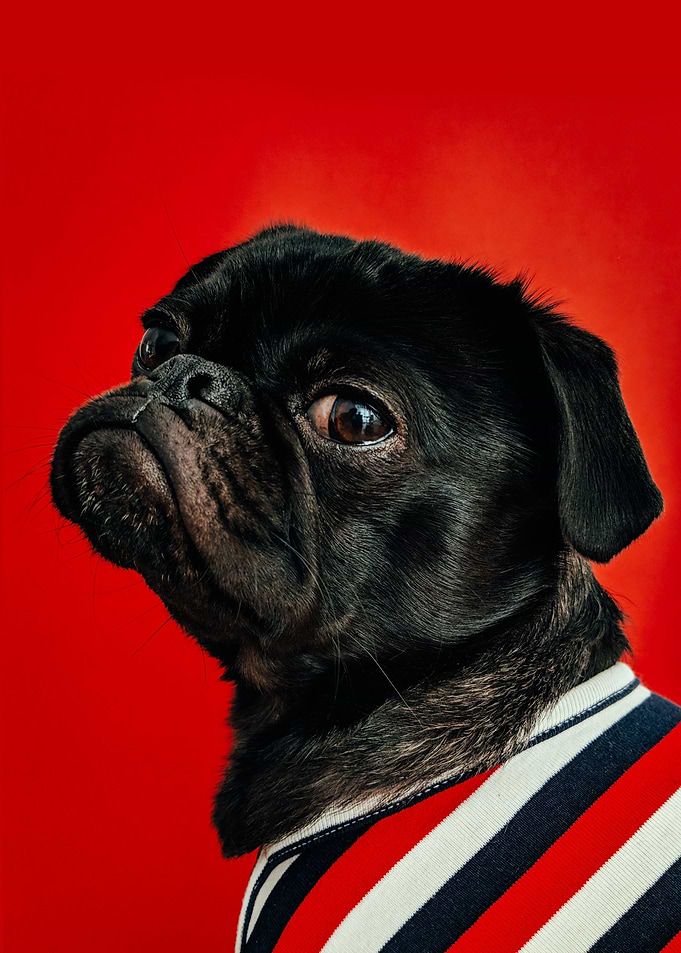 PUG 2