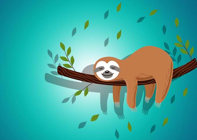 the sloth