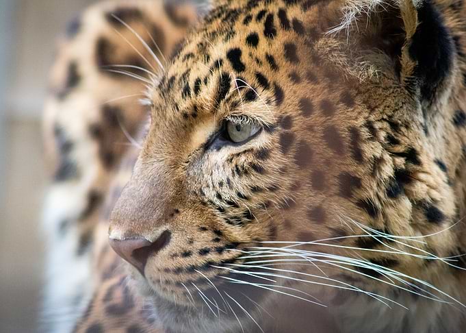 Leopard