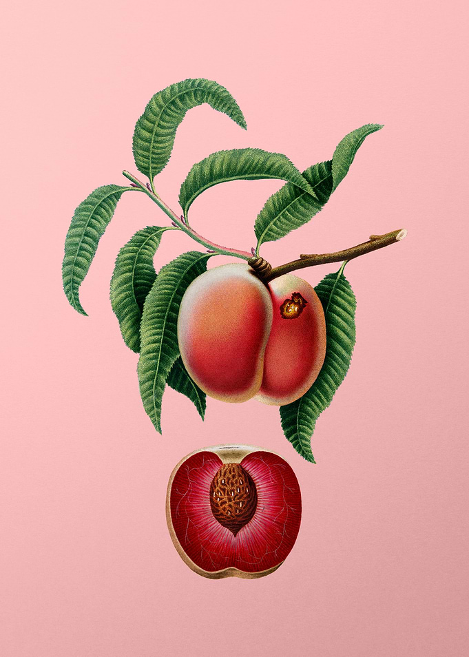Vintage Carrot Peach Fruit