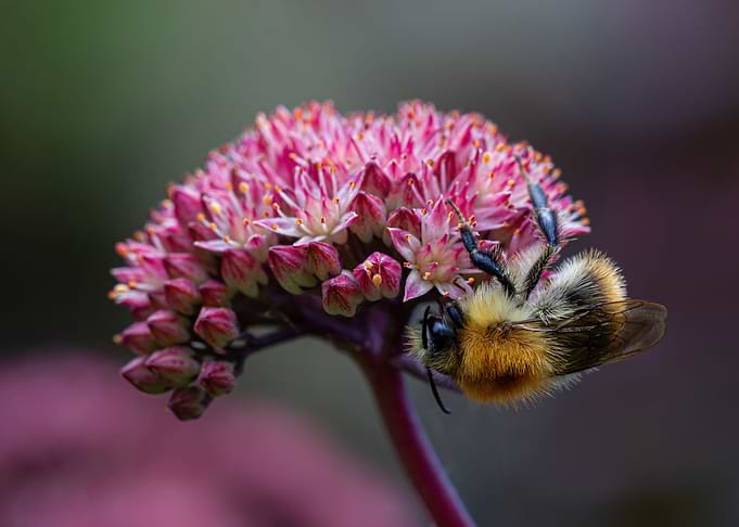 Bumble Bee at work