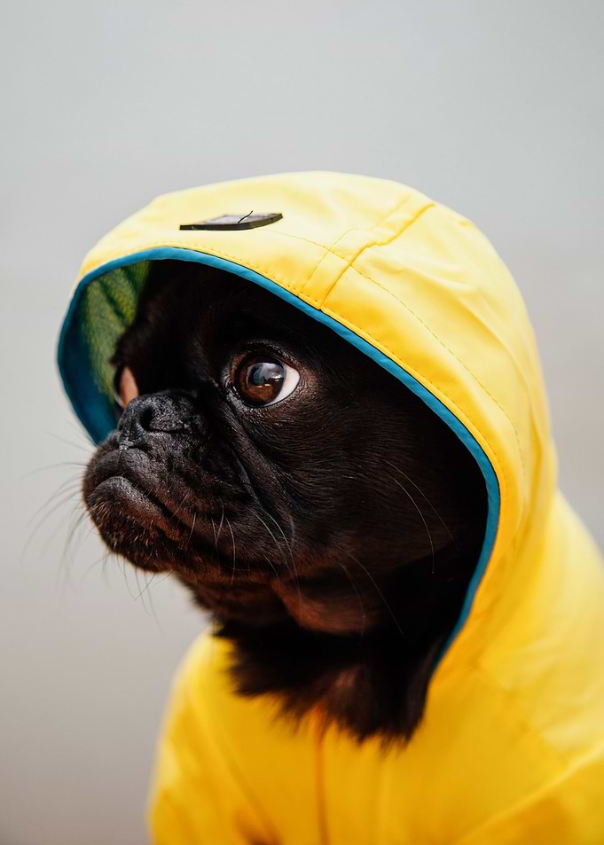 PUG 3