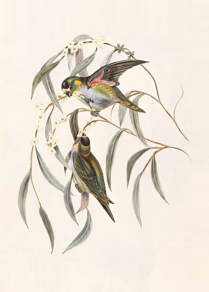 Green and brown birds