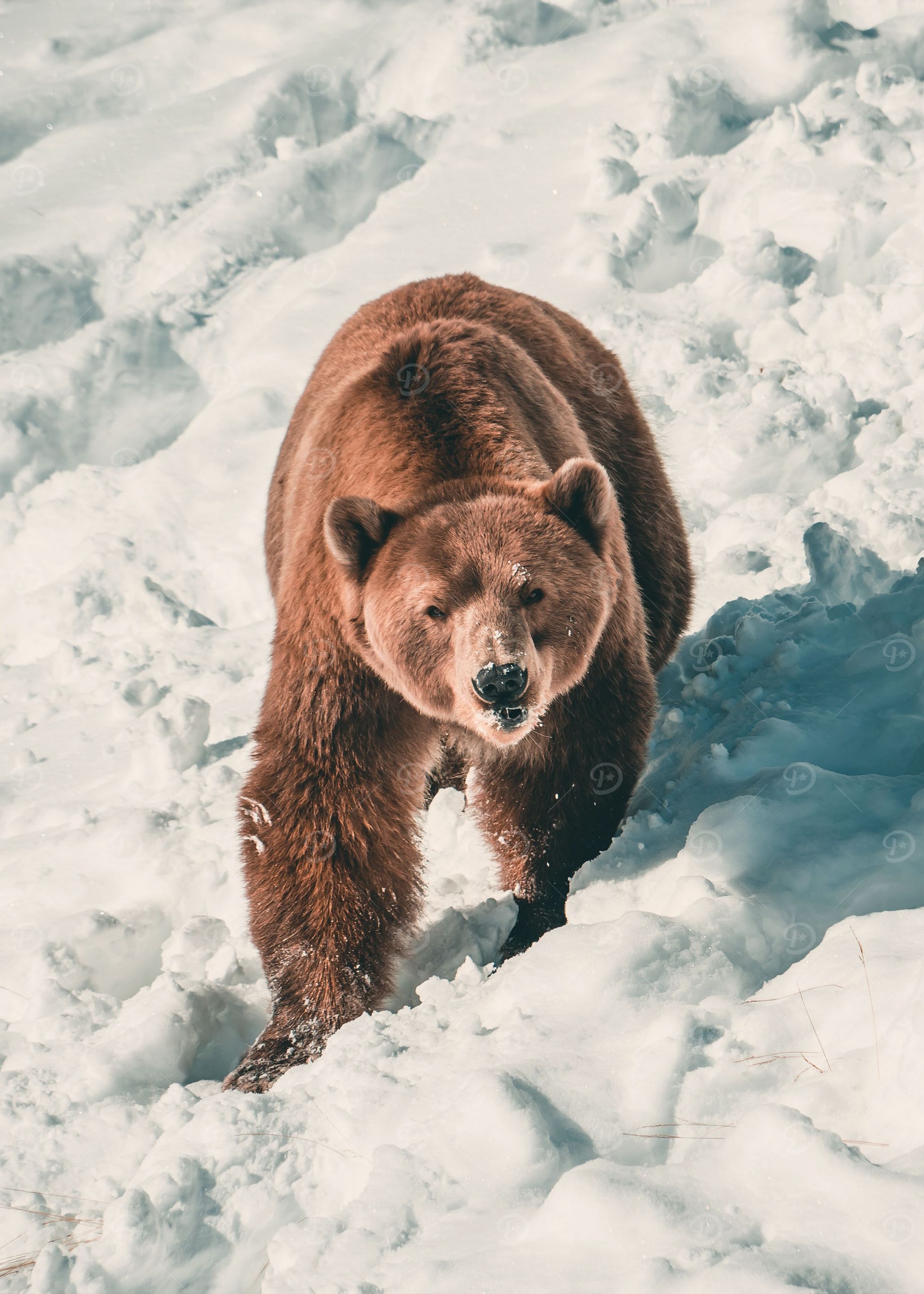 BEAR