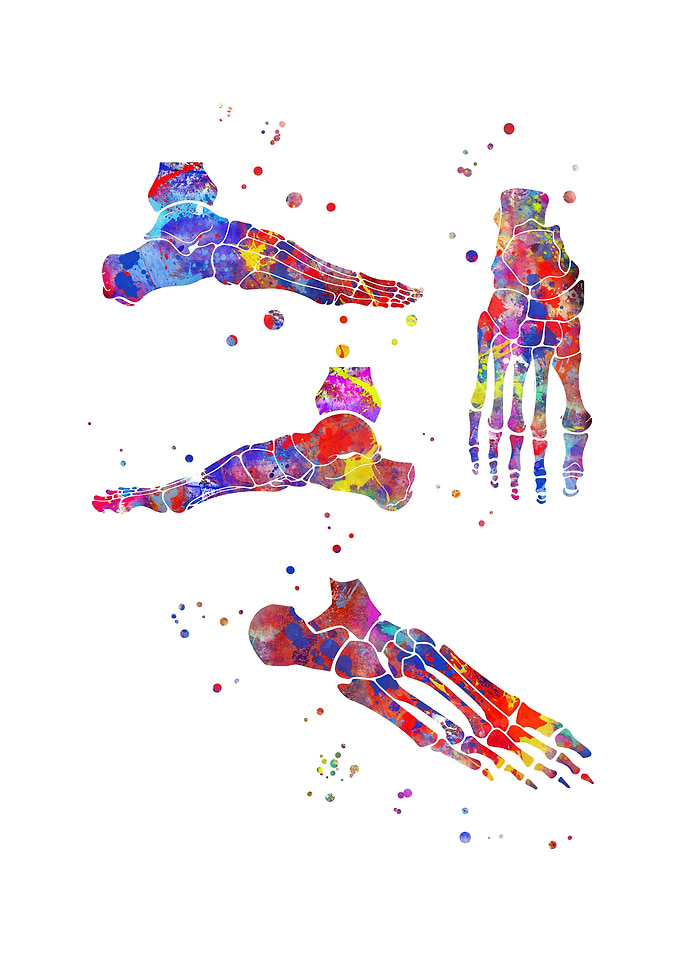 Foot bones