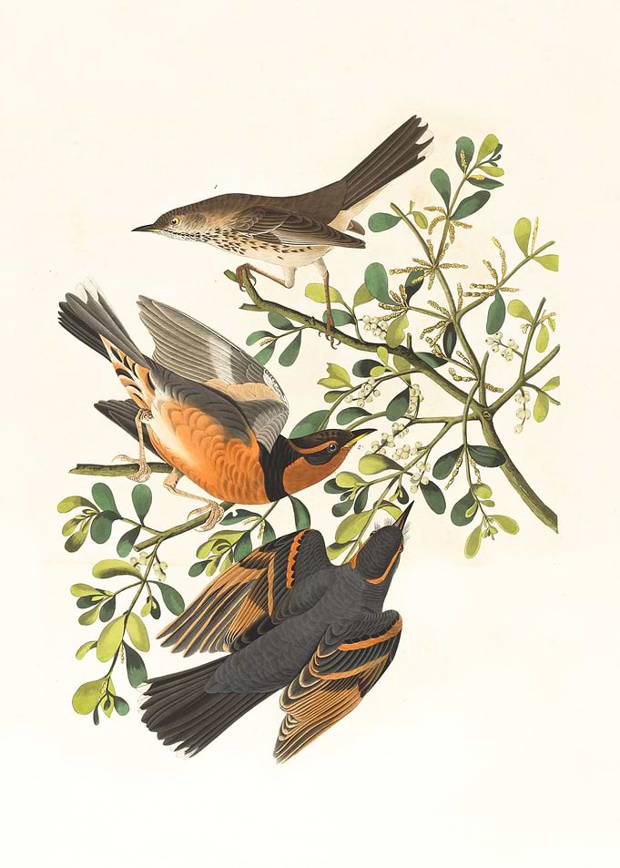brown and black bird