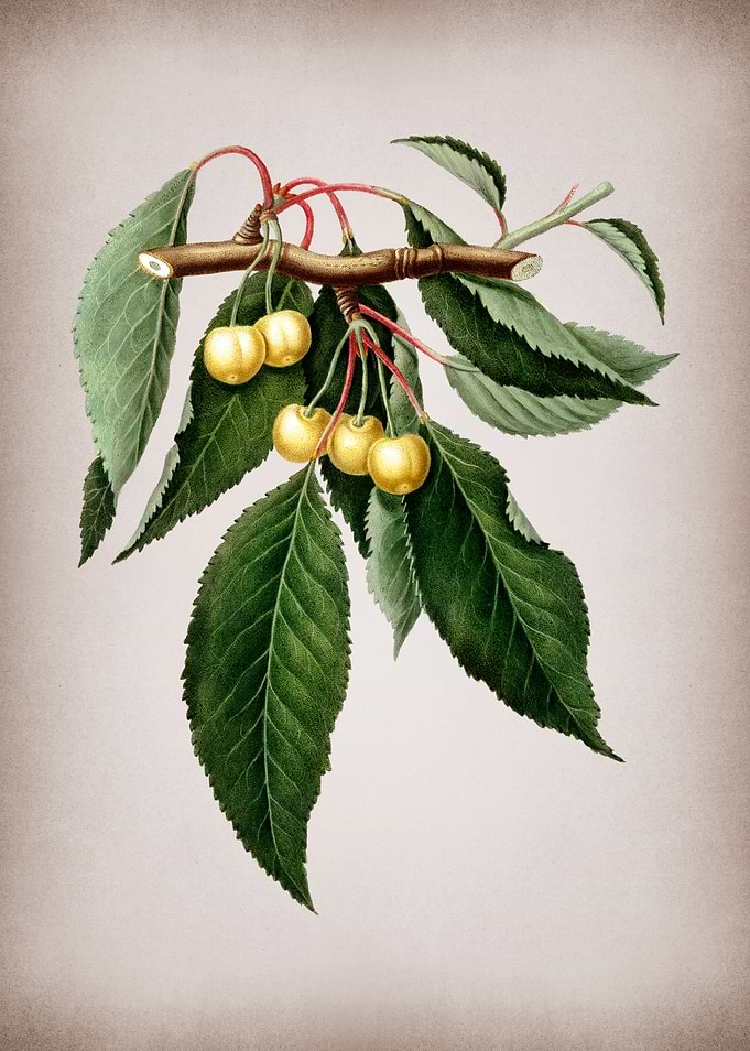 Vintage Cherry Fruit Food