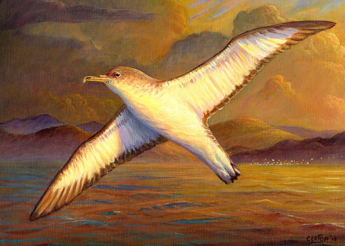 Corys shearwater