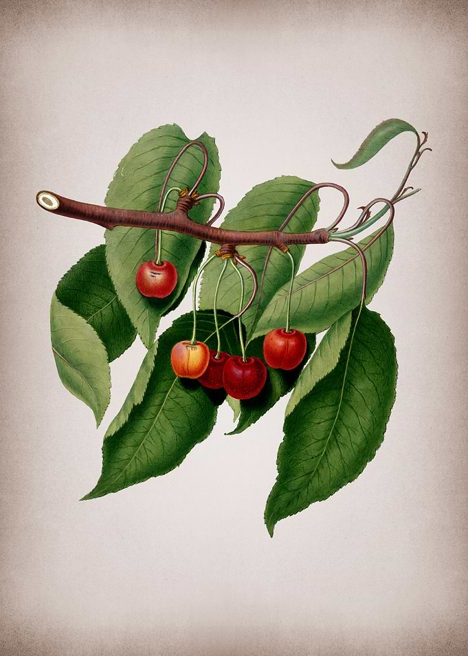 Vintage Cherry Fruit Food
