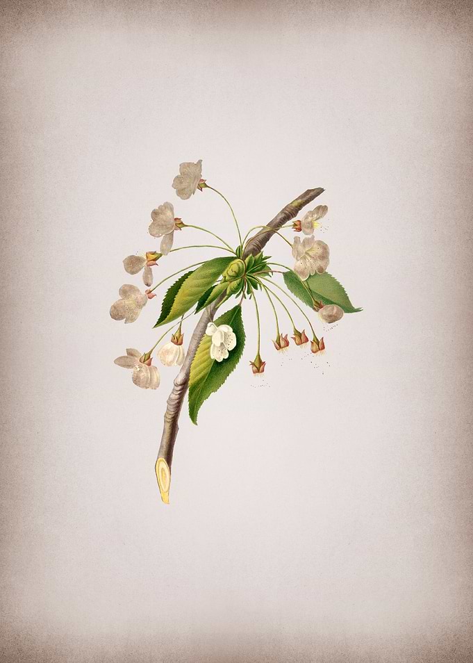 Vintage Cherry Plum Flower