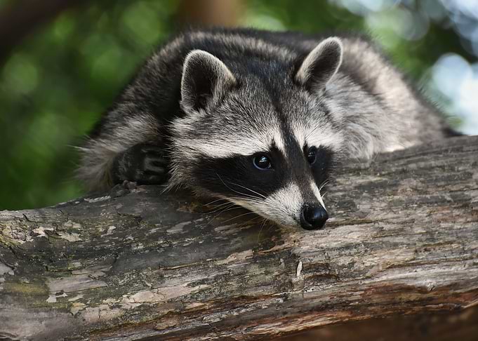 Very Cute Raccoon