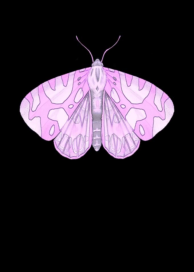Butterfly butterfly wings