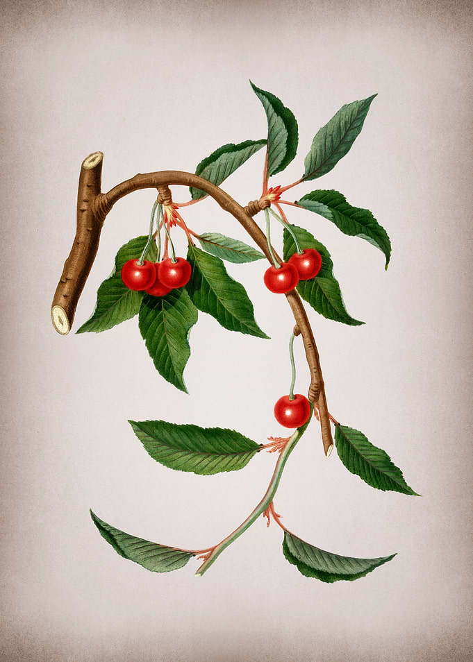 Vintage Cherry Fruit Food