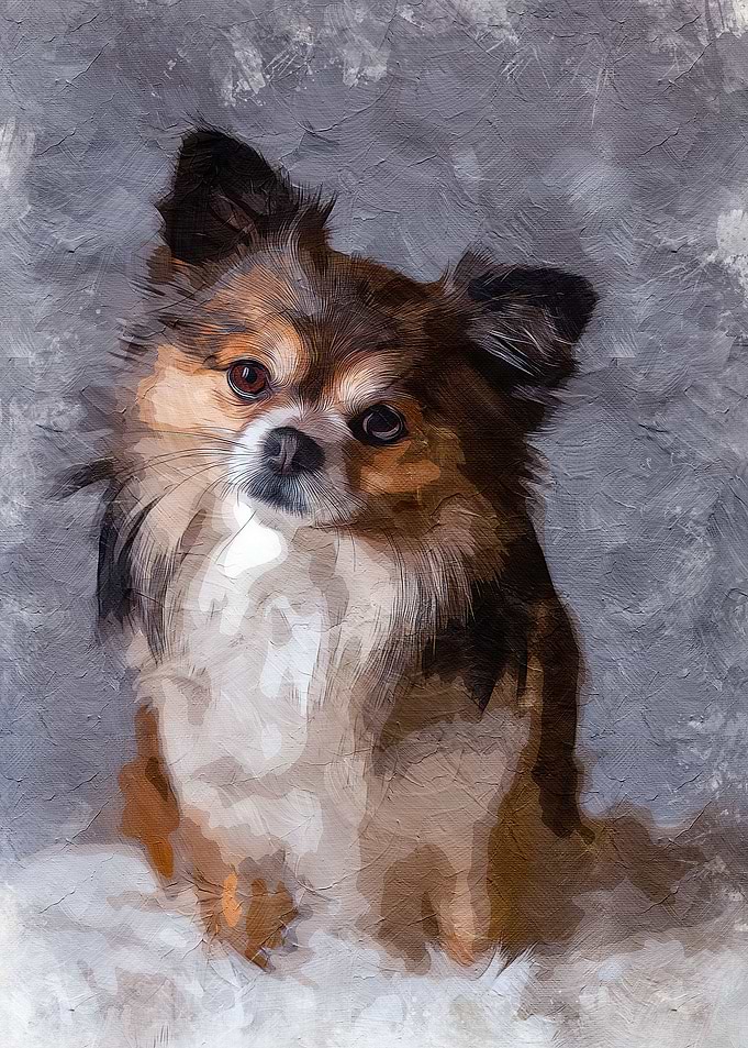 Chihuahua