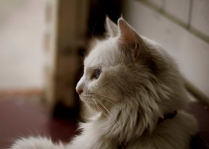Regal Cat