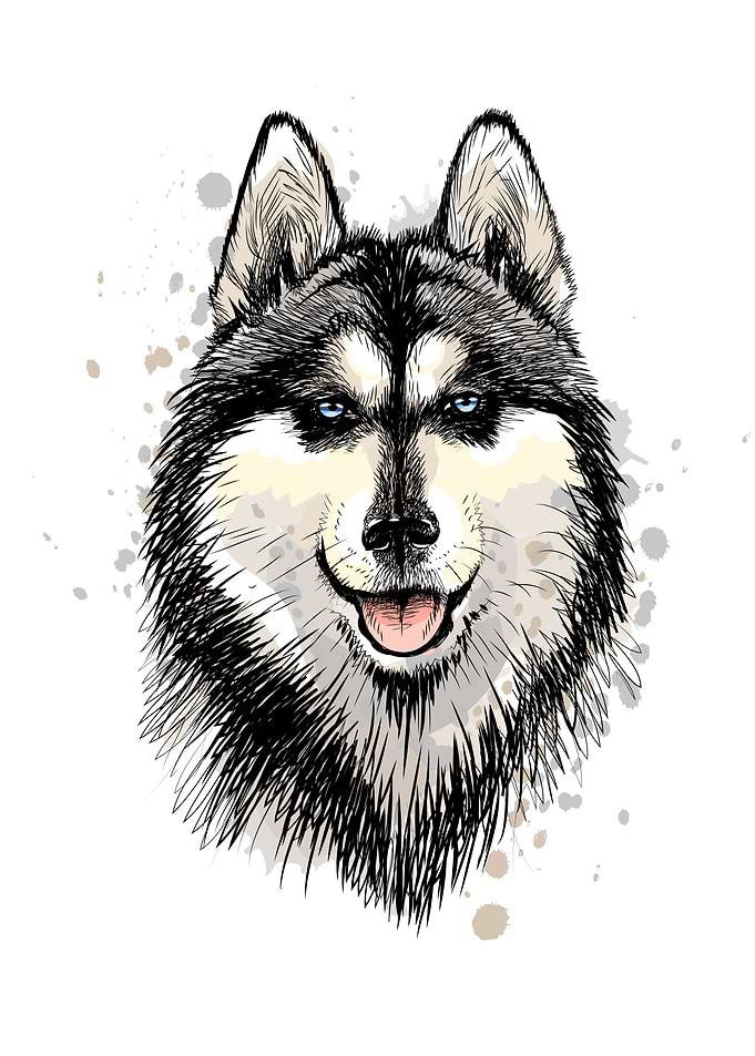 Wolf Watercolor