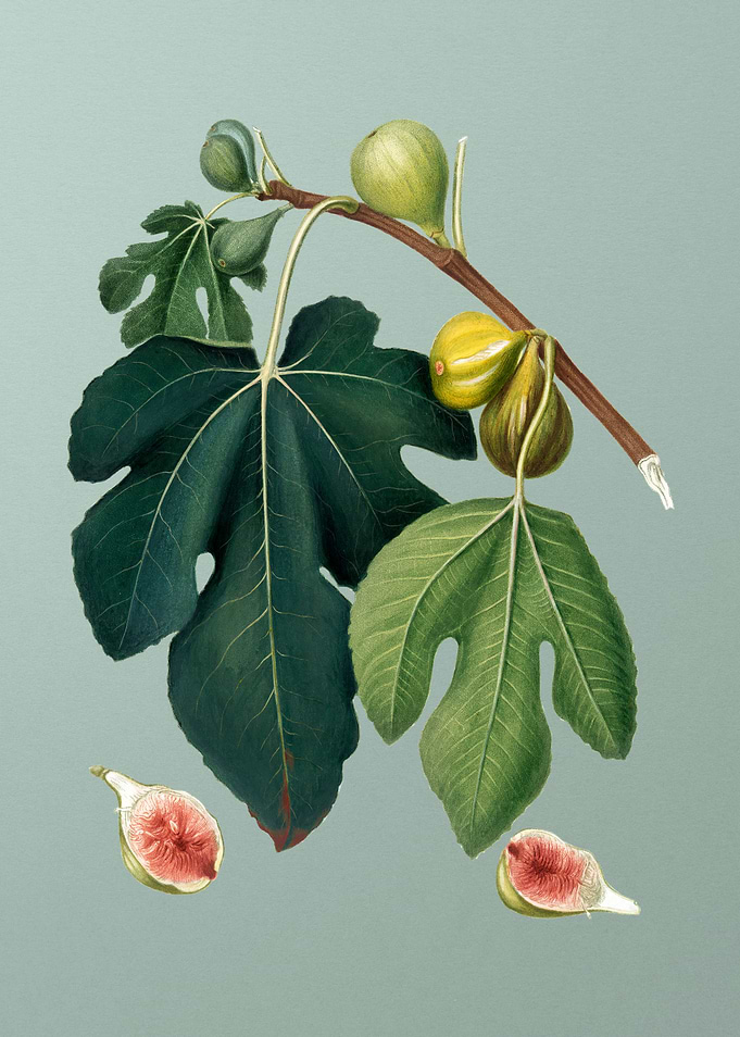 Vintage Fig Fruit Food Art