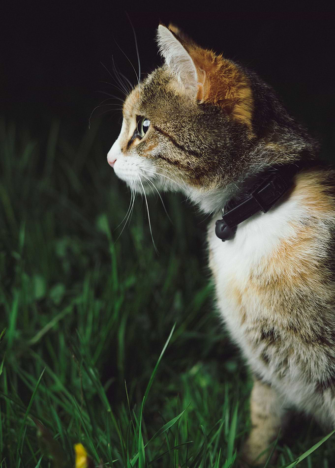 Attentive