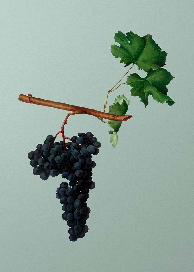 Vintage Dolcetto Grapes