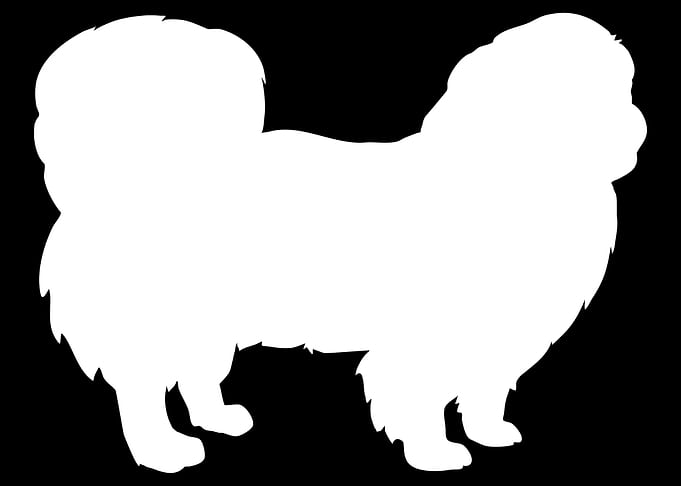 Pekingese