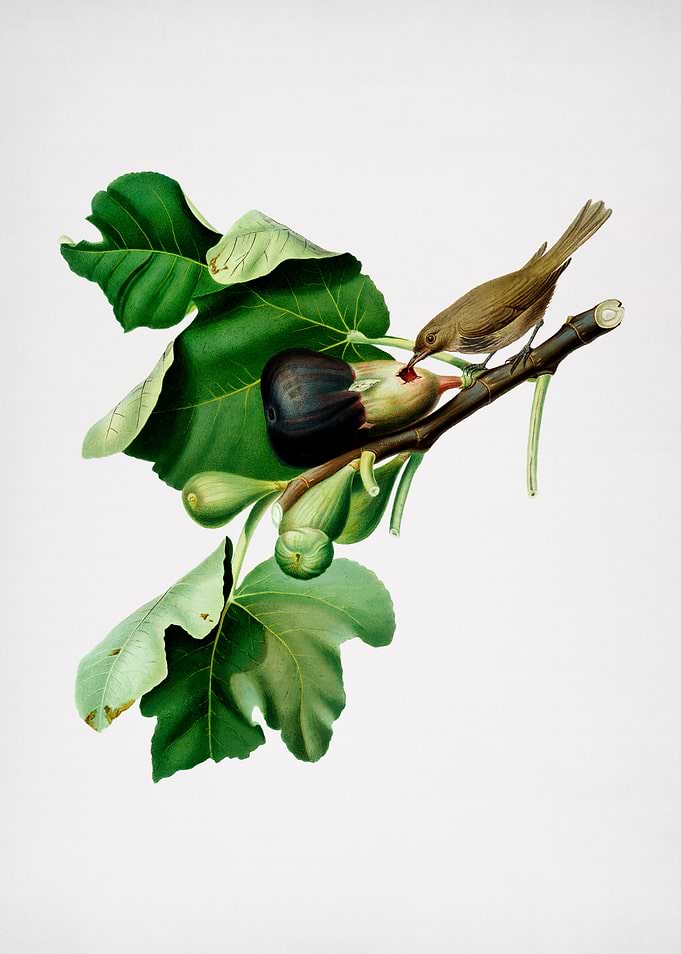 Vintage Fig Branch Bird
