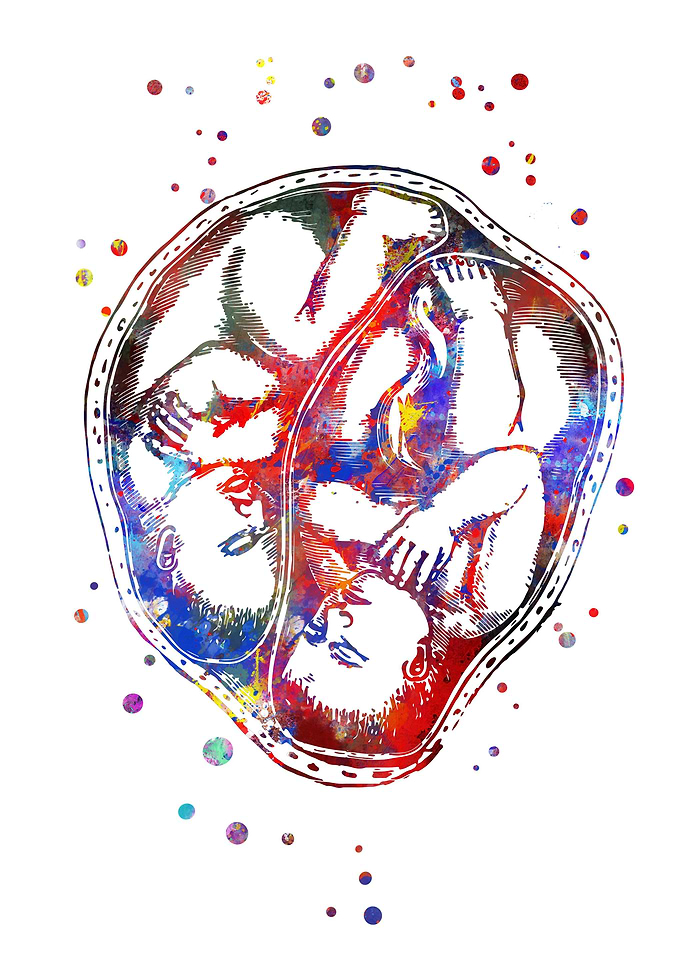 Cephalic position
