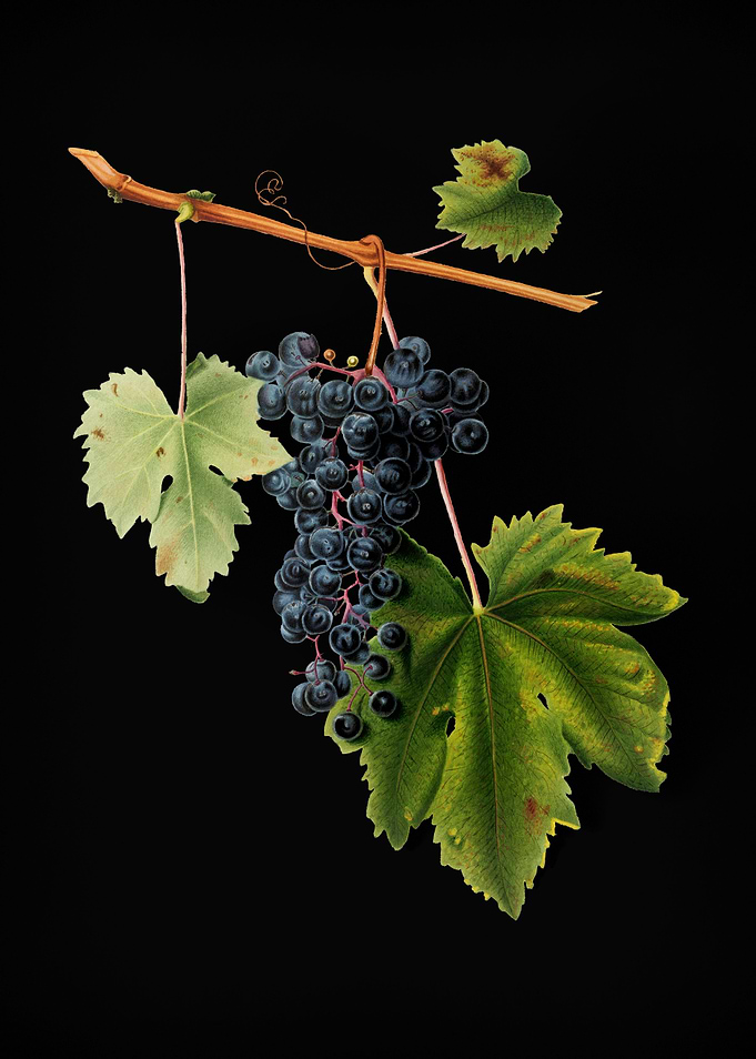 Vintage Grape Colorino Art