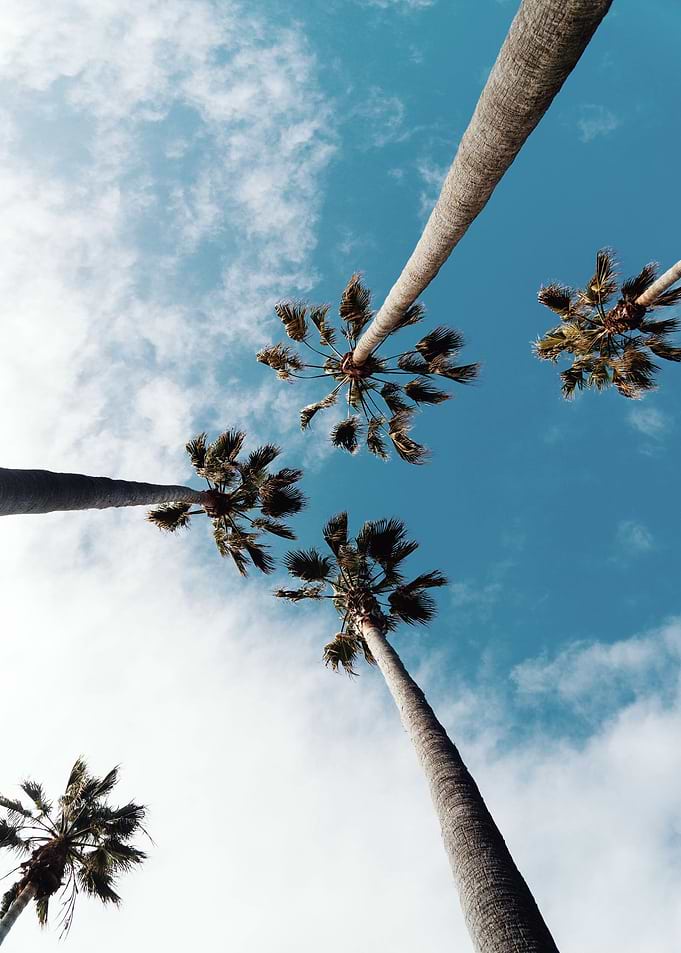 Palm trees in the Clouds