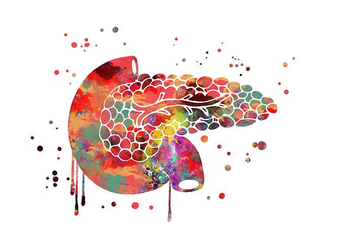 Pancreas