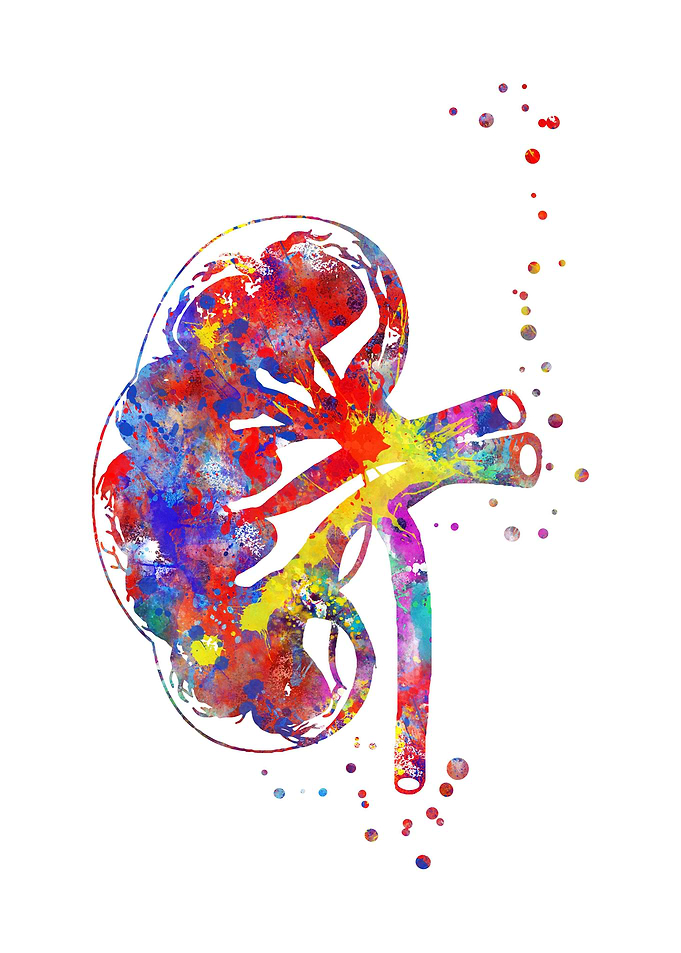 Kidney