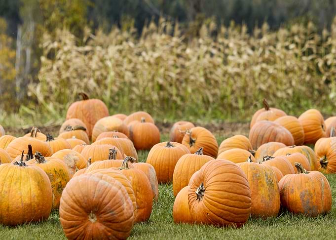 pumpkin