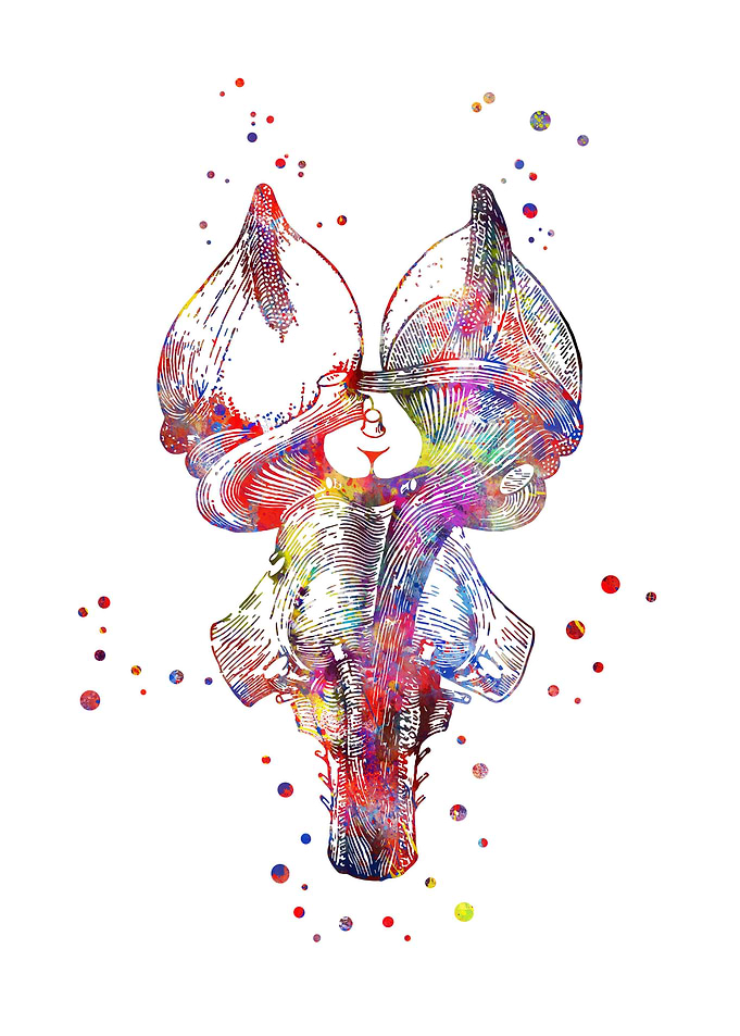 Brainstem