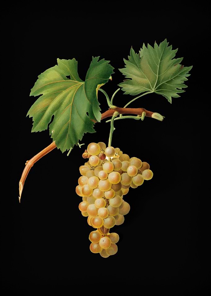 Vintage Grape Vine Fruit