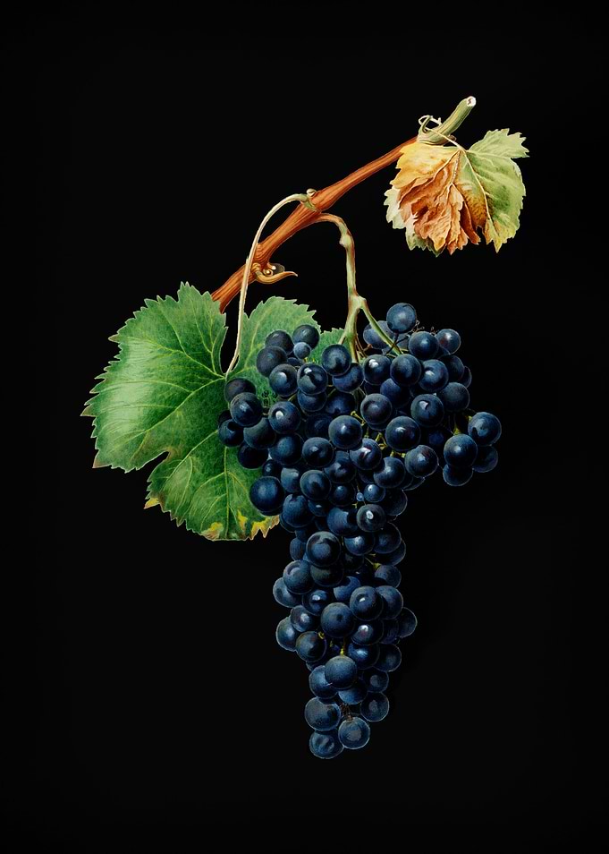 Vintage Grape Spanna Fruit