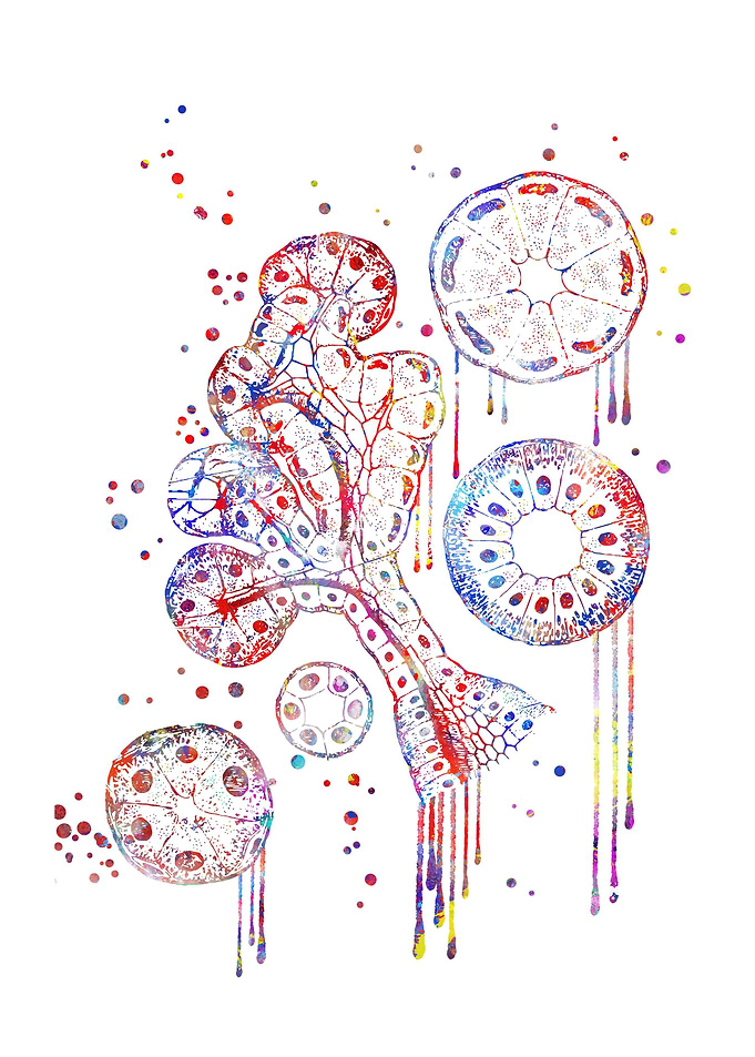 Endocrine gland