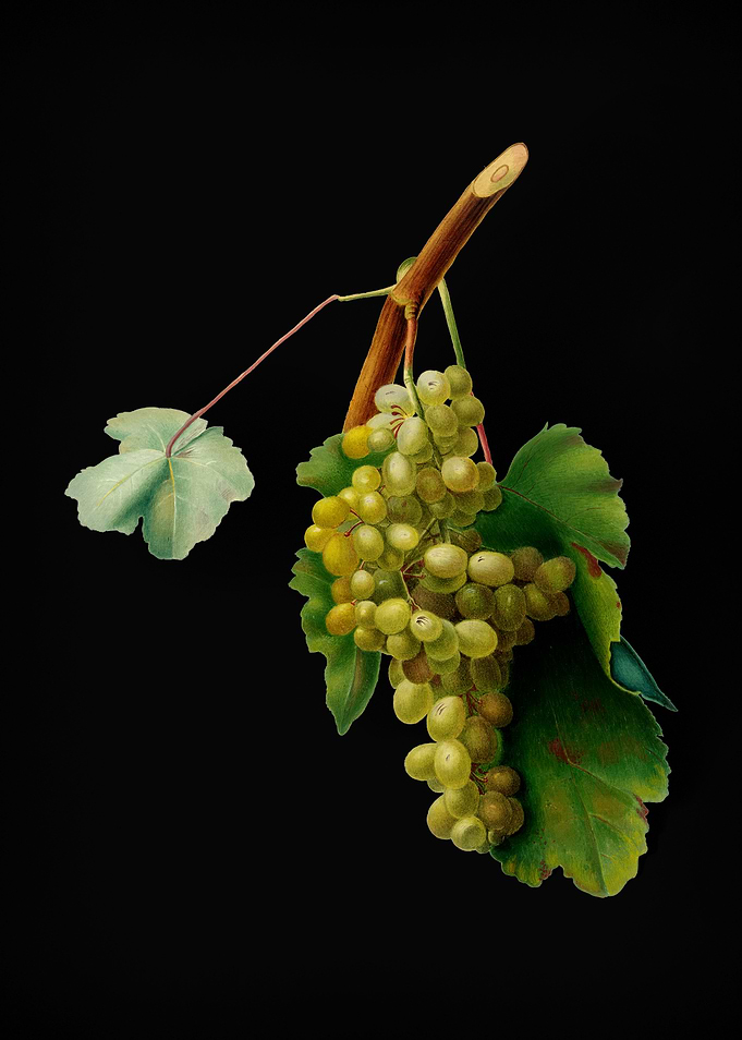 Vintage Grape Vine Fruit