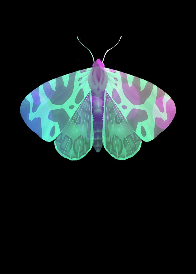 Butterfly butterfly wings