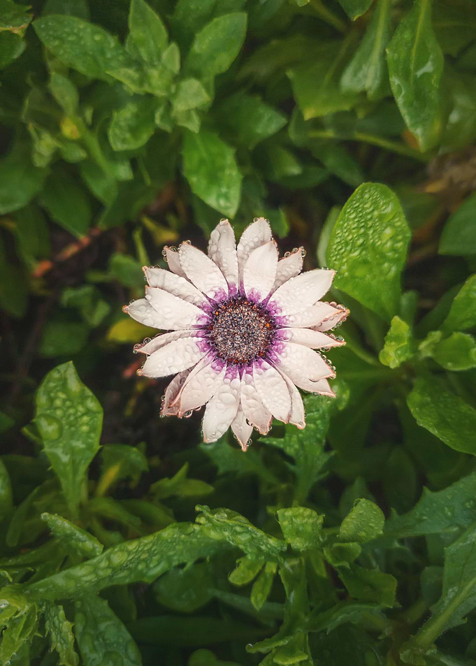 blooming white aster