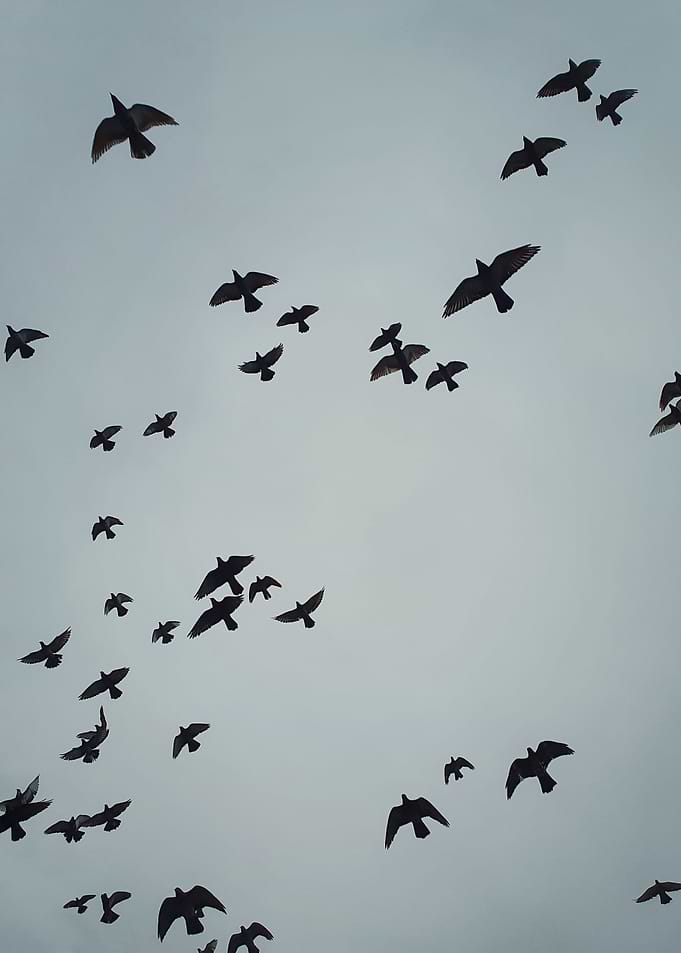 birds migration