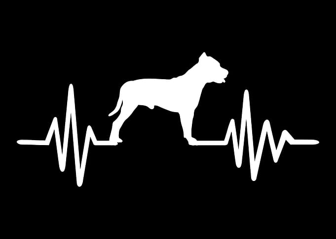 Pit Bull