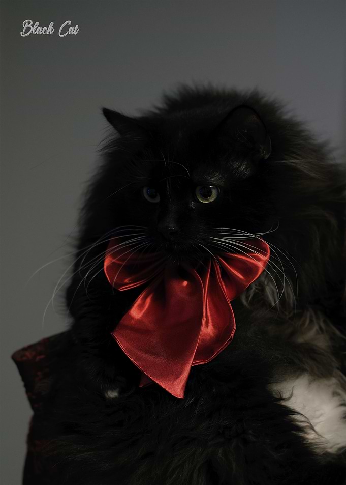 black cat