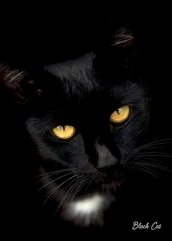 black cat