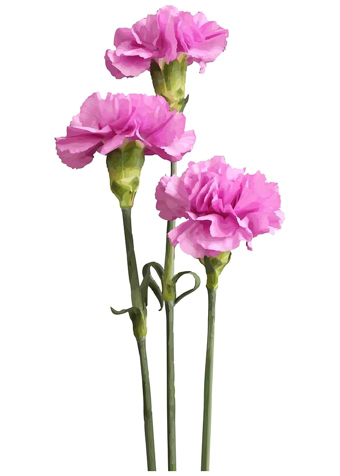 Carnations