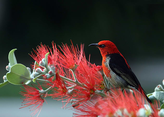 Scarlet Honeyeater