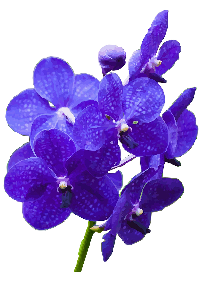 The flower orchid