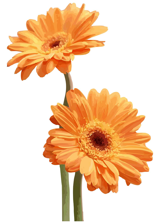 Daisy