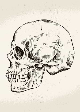 Hand Drawn Skull