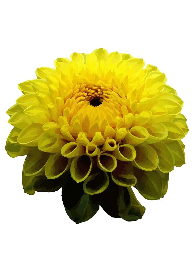 Marigold