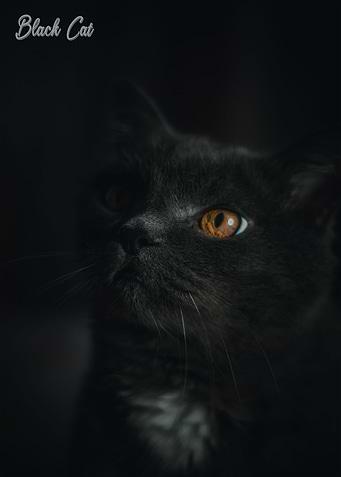 black cat
